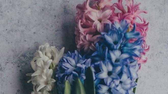 一束粉红色、蓝色和白色的花